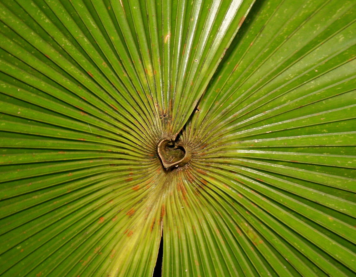Love nature I just loved this little heart shape on this palm leaf Geotagged,Seychelles,palm trees