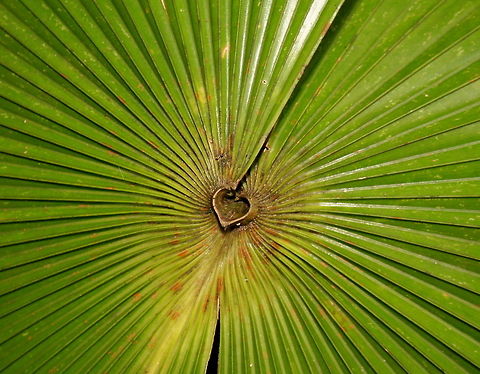 Love nature I just loved this little heart shape on this palm leaf Geotagged,Seychelles,palm trees