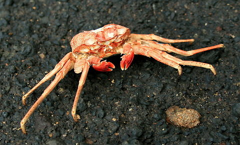 Crab... Of some sort! Spotted in Sulawesi Crabs,Geotagged,Indonesia