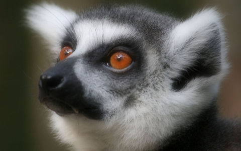 Ringtail portrait Ring-tailed Lemur 3 Geotagged,Lemur catta,Madagascar,Ring-tailed lemur,South Africa,Winter,primates,prosimians
