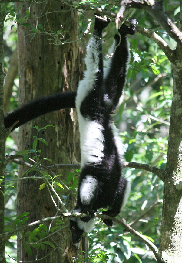Upside down B&amp;W lemurs often feed like this! Black-and-white ruffed lemur,Geotagged,Madagascar,South Africa,Summer,Varecia variegata,lemurs,prosimians