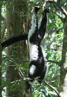 Upside down B&W lemurs often feed like this! Black-and-white ruffed lemur,Geotagged,Madagascar,South Africa,Summer,Varecia variegata,lemurs,prosimians