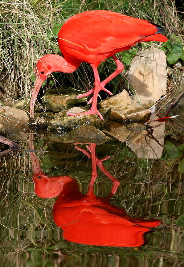 Scarlet Ibis  Eudocimus ruber,Fall,Geotagged,Scarlet Ibis,South Africa,birds