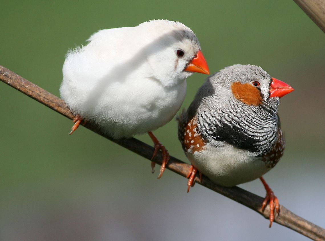 Zebra finches Common..but cute! Geotagged,South Africa,Taeniopygia guttata,Winter,Zebra Finch,birds,finches