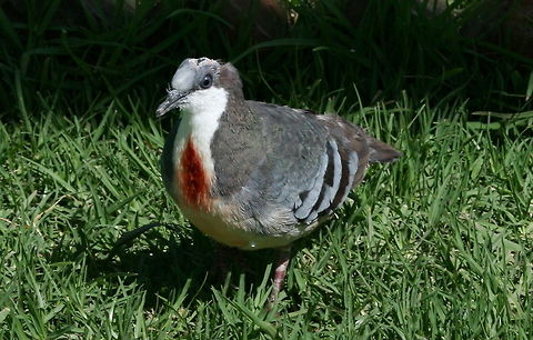 Bleeding heart pigeon  Gallicolumba luzonica,Geotagged,Luzon Bleeding-Heart Pigeon,South Africa,Winter,birds,doves
