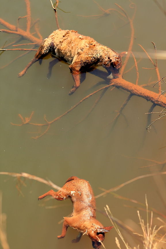 Not nice but...... Interesting! I came accross this scene in Swaziland. I could only assume that the hyena was chasing the dog and they both fell to their death over the steep embankment into the lake below. Nature is harsh. Crocuta crocuta,Geotagged,Spotted Hyena,Swaziland
