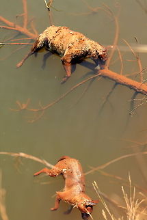 Not nice but...... Interesting! I came accross this scene in Swaziland. I could only assume that the hyena was chasing the dog and they both fell to their death over the steep embankment into the lake below. Nature is harsh. Crocuta crocuta,Geotagged,Spotted Hyena,Swaziland