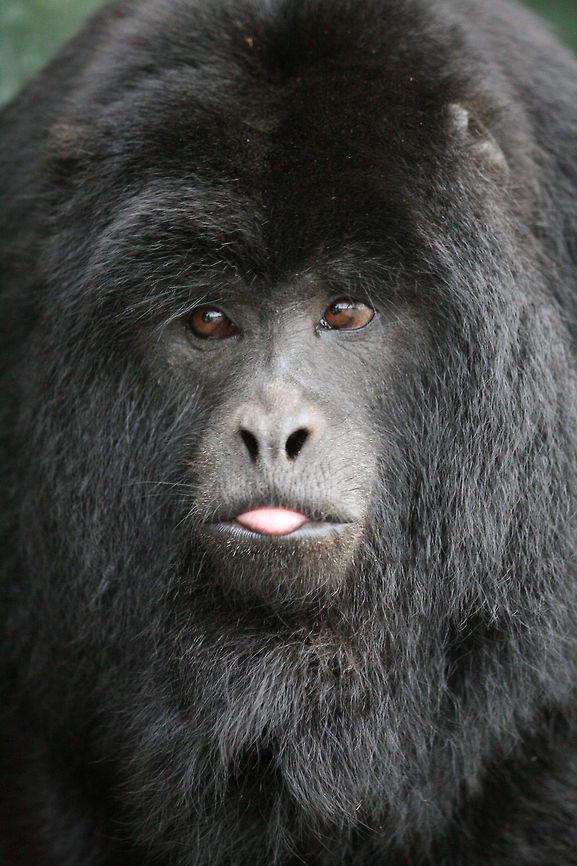 Black Howler portrait Adult male about 7 or 8 years old so fully black! Alouatta caraya,Black howler,Geotagged,South Africa,Spring,monkeys,primates