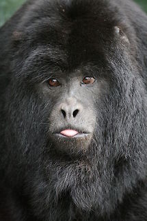 Black Howler portrait Adult male about 7 or 8 years old so fully black! Alouatta caraya,Black howler,Geotagged,South Africa,Spring,monkeys,primates