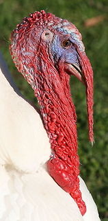 Beautiful? Well, the lady turkeys seem to like him! Domesticated turkey,Geotagged,Meleagris gallopavo,South Africa,Winter,birds