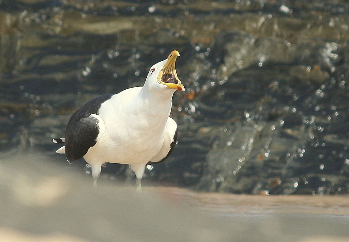 Seagull This is the Kelp Gull version, common around the coast of South Africa Geotagged,Kelp Gull,Larus dominicanus,South Africa,Winter,seabirds