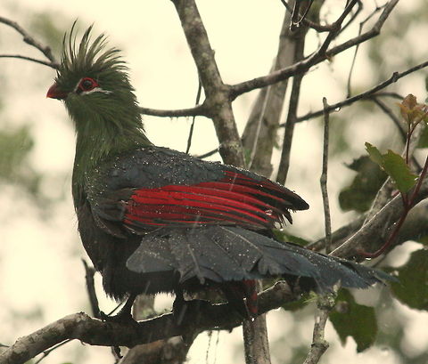 Knysna in the rain I took this photo this morning in the middle of a downpour! Geotagged,Knysna Turaco,South Africa,Spring,Tauraco corythaix,birds,turacos