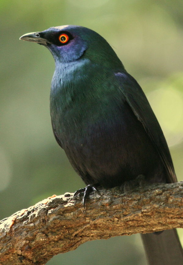 Black-bellied Starling Beautiful eyes! Black-bellied starling,Geotagged,Lamprotornis corruscus,Lamprotornis purpureus,Purple Starling,South Africa,Summer,birds
