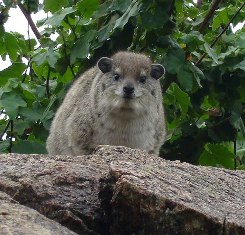Rock Hyrax Also known as a  Dassie Africa,Dassie,Geotagged,Procavia capensis,Rock hyrax,Tanzania