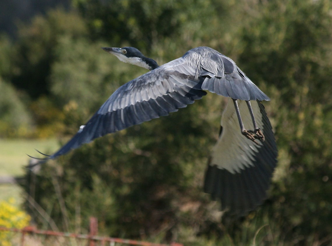 Grey Heron in flight  Africa,Ardea melanocephala,Black-headed Heron,Geotagged,South Africa,Wading Birds,Winter