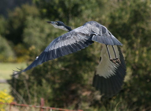 Grey Heron in flight  Africa,Ardea melanocephala,Black-headed Heron,Geotagged,South Africa,Wading Birds,Winter
