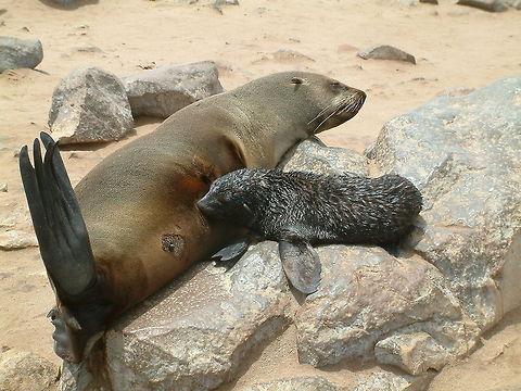 Cape Fur Seal with pup Taken at the seal colony on Namibia's coast Arctocephalus pusillus,Brown fur seal,Geotagged,Namibia,africa,mammals,seals