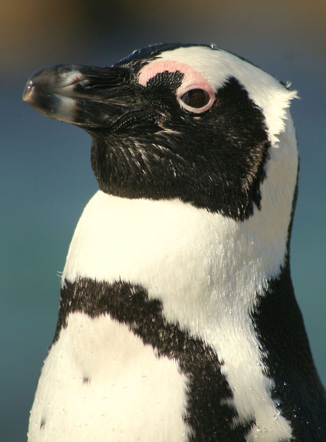 Penguin Boulders Beach, Simonstown, South Africa<br />
 African Penguin,Geotagged,South Africa,Spheniscus demersus,Water Birds
