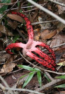 Weird fungus Weird huh! Found in Wilderness, South Africa Clathrus archeri,Fungi,Geotagged,Octopus Stinkhorn,South Africa,Summer