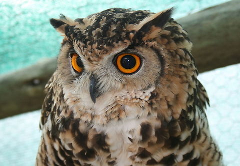 Spotted Eagle Owl  Birds,Bubo africanus,Geotagged,Raptors,South Africa,Spotted Eagle-Owl,Summer,owls