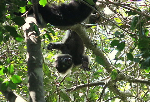 B&W Ruffed lemur baby Its not the best photo but this is too cute not to share! One of triplets around two weeks old. Mum was keeping them very safe high up in the trees Black-and-white ruffed lemur,Geotagged,South Africa,Spring,Varecia variegata,lemurs,prosimians
