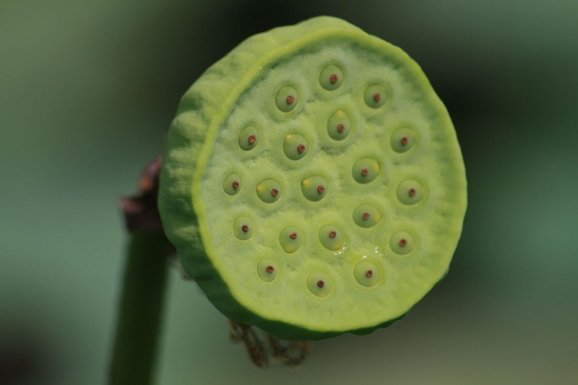 Lotus Flower seed head Pamplemousses Lily lake, Mauritius Geotagged,Mauritius,Nelumbo nucifera,lotus flower