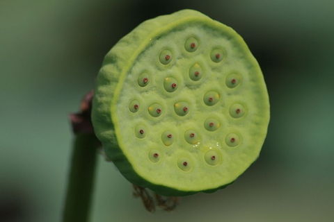 Lotus Flower seed head Pamplemousses Lily lake, Mauritius Geotagged,Mauritius,Nelumbo nucifera,lotus flower