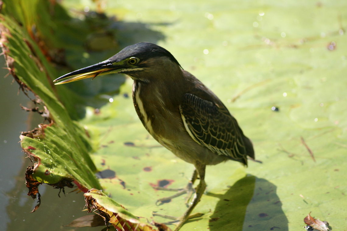Little heron on a lily pad Pamplemousses Lily pond, Mauritius Butorides striata,Geotagged,Mauritius,Striated Heron,Water Birds