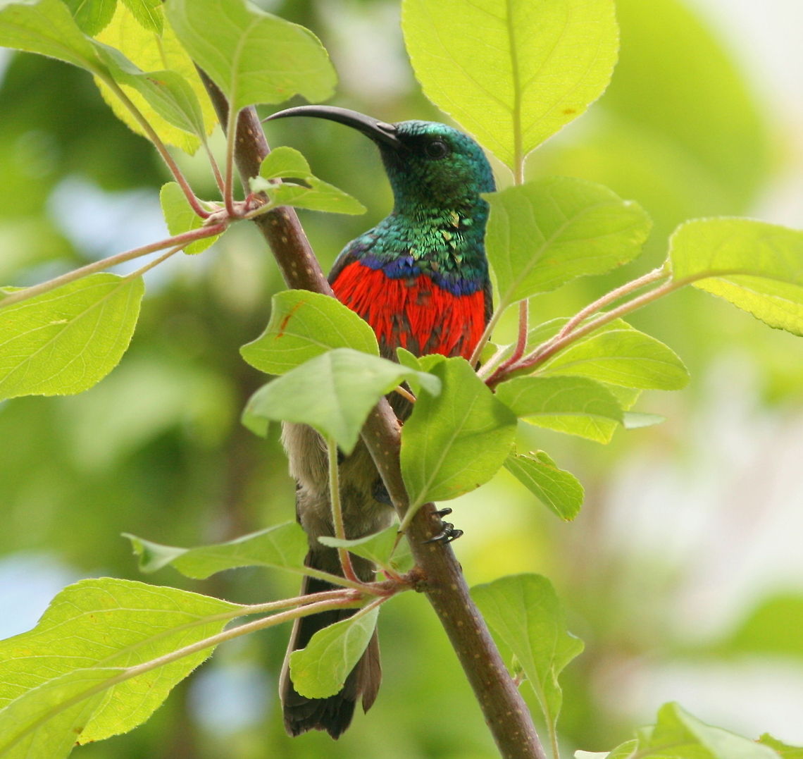 Double collared sunbird Another beautiful visitor to my garden Birds,Cinnyris chalybeus,Geotagged,South Africa,Southern Double-collared Sunbird,Spring