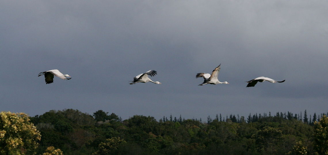 Flying cranes These four blue cranes visited the field next to me today...awesome! Anthropoides paradiseus,Bi9rds,Blue Crane,Geotagged,South Africa,Spring