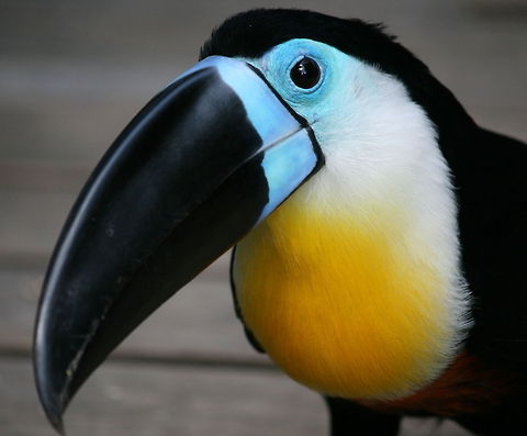 Toucan One of my favourite birds! Birds,Channel-billed Toucan,Geotagged,Ramphastos vitellinus,South Africa,Spring