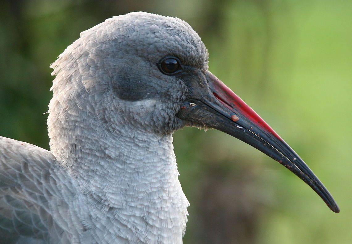 Hadada Named after the haaa--de---dah call that it makes. This is one incredibly loud bird and found all over South Africa Birds,Bostrychia hagedash,Geotagged,South Africa,Winter,hadada ibis