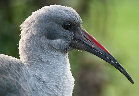Hadada Named after the haaa--de---dah call that it makes. This is one incredibly loud bird and found all over South Africa Birds,Bostrychia hagedash,Geotagged,South Africa,Winter,hadada ibis