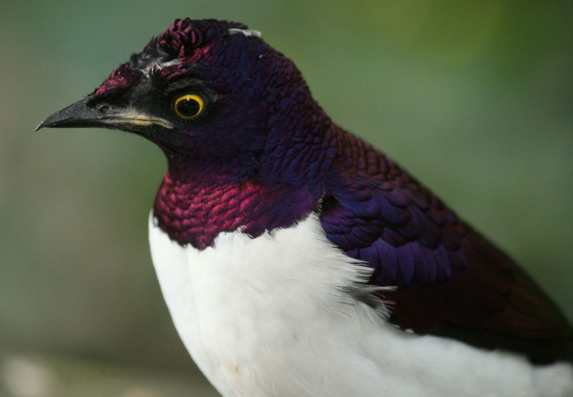 Violet Starling Looking a bit scraggy around the head, but beautiful all the same.<br />
It is quite common for birds to peck at their mates head during the grooming season leaving them looking a little bald! Cinnyricinclus leucogaster,Fall,Geotagged,South Africa,Violet-backed Starling,birds