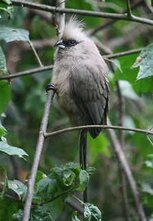 Mousebird  Birds,Colius striatus,Geotagged,South Africa,Speckled Mousebird,Summer