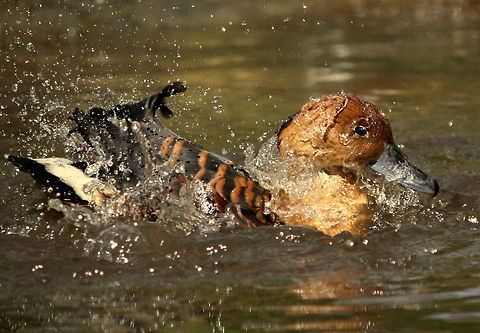 Water off a ducks back!  Dendrocygna bicolor,Fulvous Whistling Duck,Geotagged,South Africa,Spring,ducks,water birds