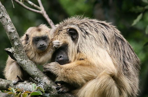 Long suffering mother! Female Black Howler with her 7 week old son Alouatta caraya,Black howler,Geotagged,South Africa,Spring,monkeys,primates
