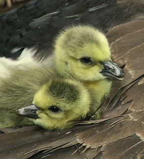 Goslings  Branta canadensis,Canada Goose,Geotagged,South Africa,Spring,water birds
