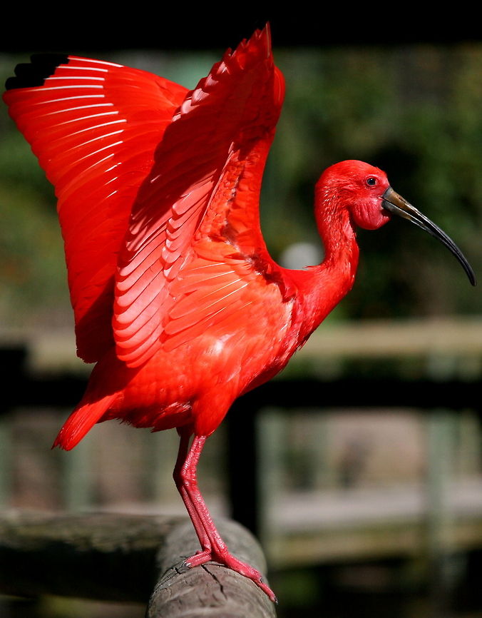 A very scarlet ibis!  Eudocimus ruber,Geotagged,Scarlet Ibis,South Africa,Spring,Water birds