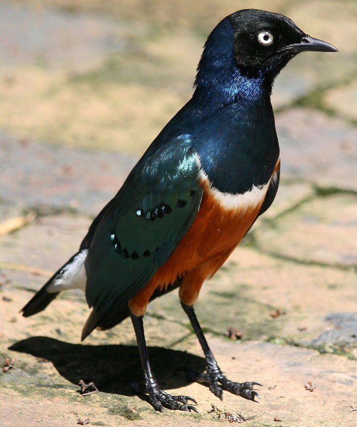 Superb Starling  Birds,Geotagged,Lamprotornis superbus,South Africa,Spring,Superb Starling