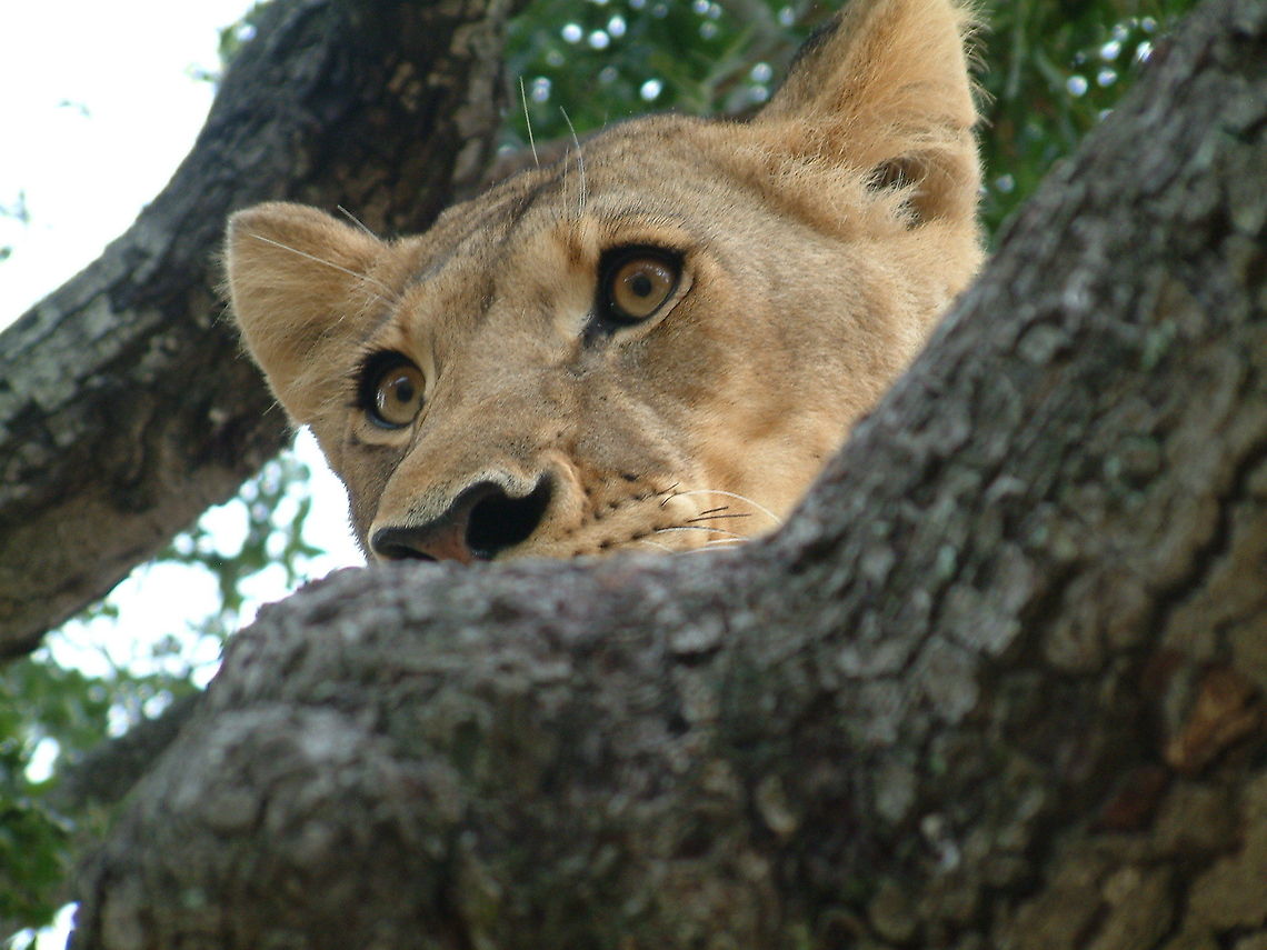 Watching Zimbabwe Africa,Geotagged,Lion,Panthera leo,Zimbabwe,mammals,predators