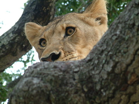 Watching Zimbabwe Africa,Geotagged,Lion,Panthera leo,Zimbabwe,mammals,predators
