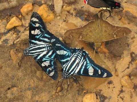 Jemadia hewitsonii Butterflies No idea what species. Seen in Rurrenabeque, Bolivia if that helps Bolivia,Butterflies,Geotagged,Hewitson's Skipper,Jemadia hewitsonii,Mysarbia sejanus,Polythrix octomaculata,South America