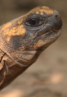 Tortoise  Bolivia,Chelonoidis nigra,Galápagos tortoise,Geotagged,South America,Spring,Tortoises