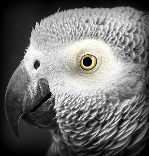 African Grey  Africa,African Grey Parrot,Birds,Fall,Geotagged,Parrots,Psittacus erithacus,South Africa