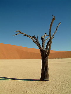 Dead Vlei Roughly translates to Dead valley in English. Trees in this clay pan in Namibia are believed to have died some 900 years ago.  France,Geotagged,Namibia,deserts,trees