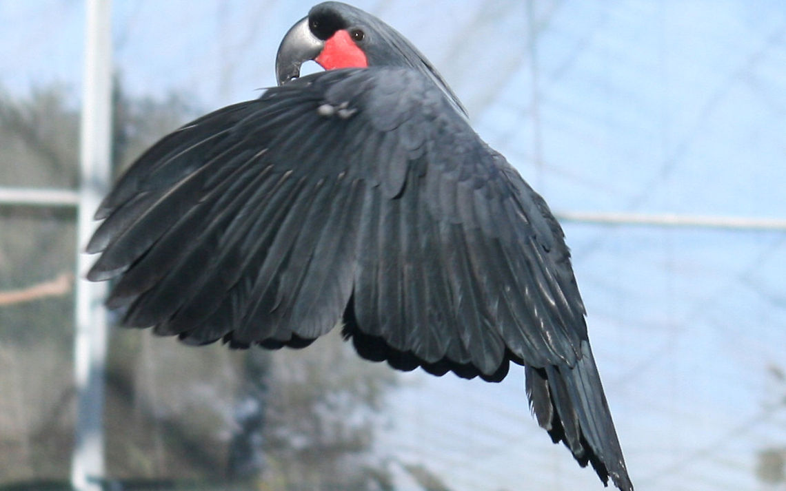 Goliath Palm Cockatoo in flight  Birds,Geotagged,Palm Cockatoo,Parrots,Probosciger aterrimus,South Africa,Spring
