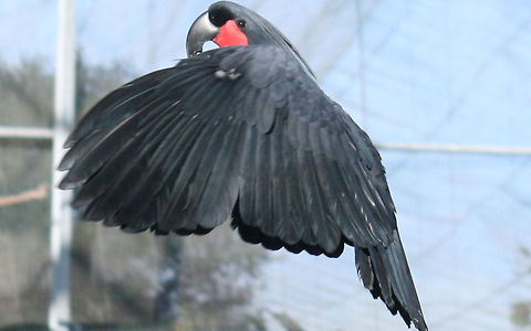 Goliath Palm Cockatoo in flight  Birds,Geotagged,Palm Cockatoo,Parrots,Probosciger aterrimus,South Africa,Spring