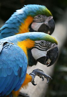 Macaws  Ara ararauna,Blue-and-Yellow Macaw,Geotagged,South Africa,Winter,birds,parrots