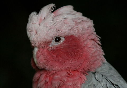 Pretty in pink  Eolophus roseicapilla,Galah,Geotagged,South Africa,Summer,birds,cockatoo,parrots